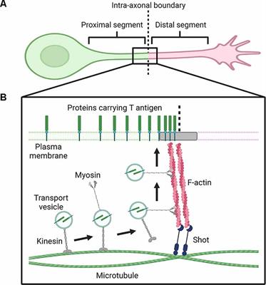 Mucin-Type O-Glycosylation in the Drosophila Nervous System